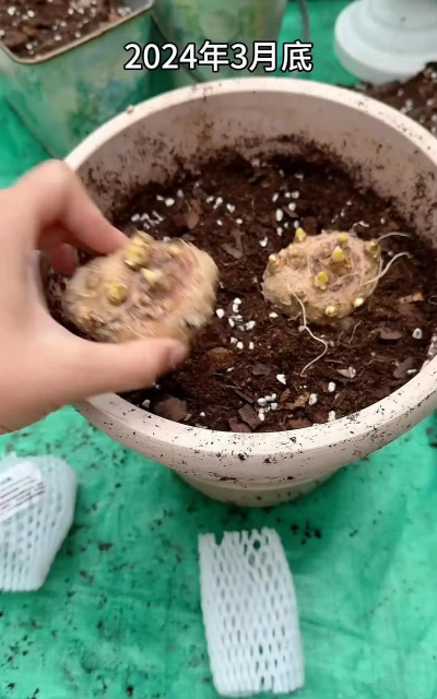 马蹄莲的土壤怎么配