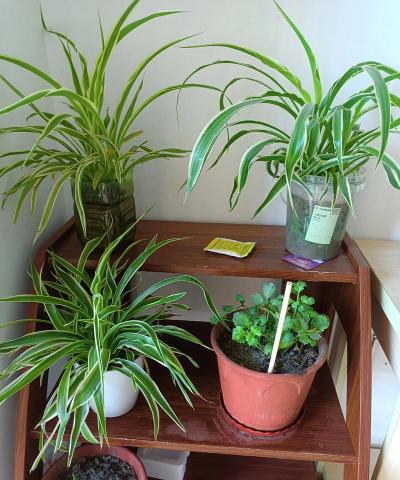 养花最好放朝南