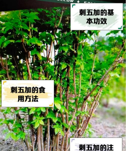 刺五加怎么这么繁殖