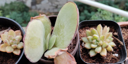 家庭养花用生根粉