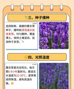紫草什么季节播种