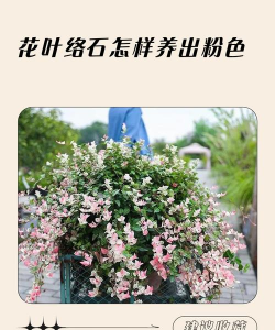 花叶络如何变粉红