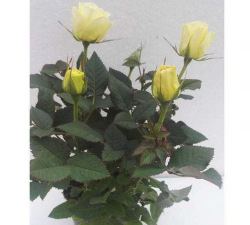 钻石玫瑰花盆栽怎么养