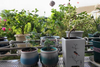 家庭养花用生根粉