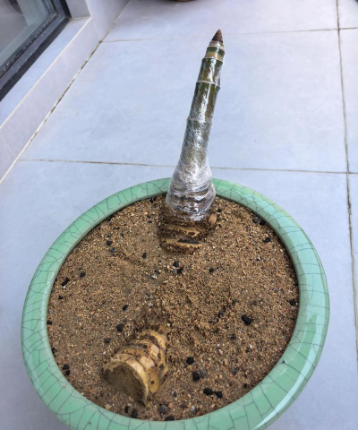 家庭养花用生根粉