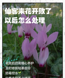 仙客来花开败了怎么办