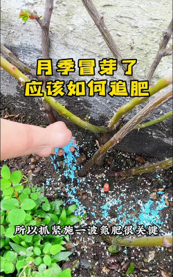 家庭养花用生根粉