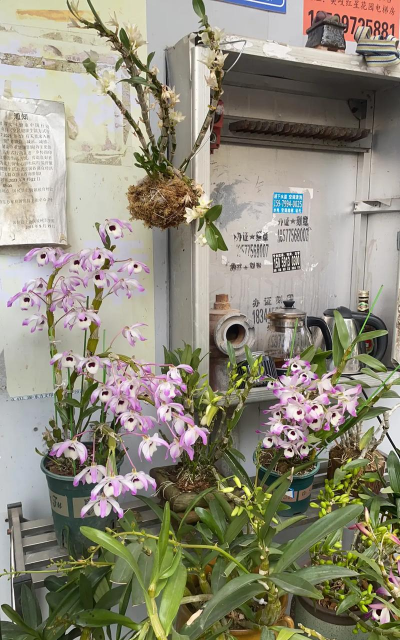 家庭养花用生根粉