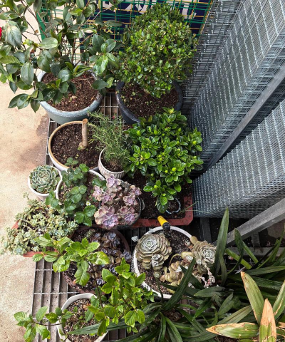 家庭养花用生根粉