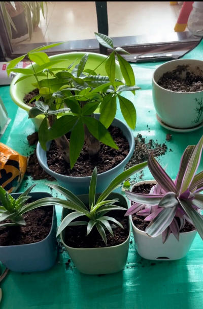 家庭养花用生根粉