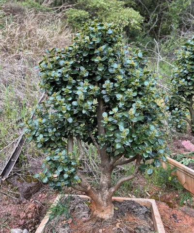 无刺枸骨怎么地找栽
