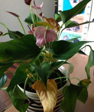 家庭养花用生根粉