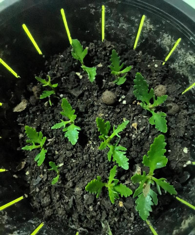 家庭养花用生根粉