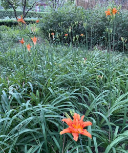 萱草是什么植物