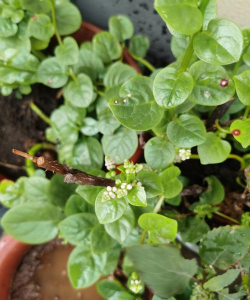 木耳菜的花怎么不开