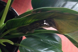 大金钻叶子开裂怎么回事