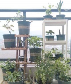 家庭养花用生根粉