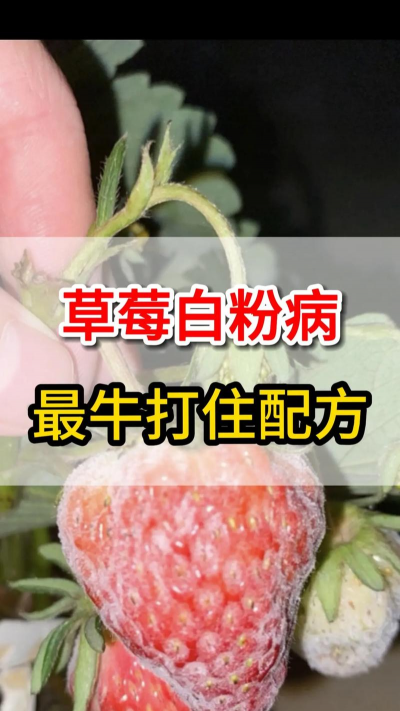 草莓果白粉病怎么洗