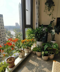 家庭养花用生根粉