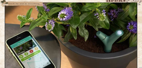 家庭养花用生根粉