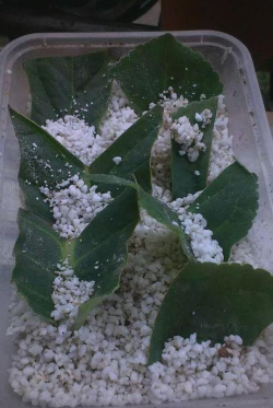 家庭养花用生根粉