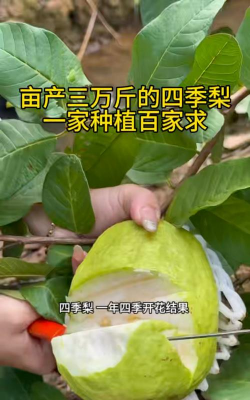 四季梨怎么种法