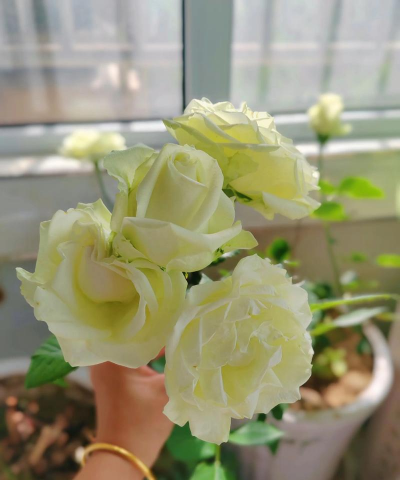 家庭养花用生根粉