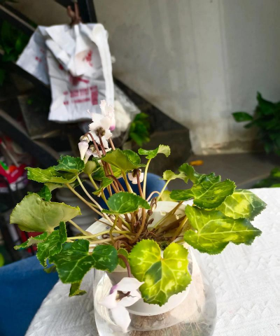 家庭养花用生根粉