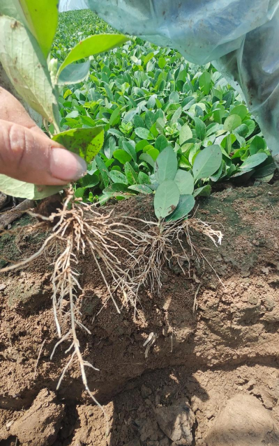 卫矛小苗如何纤插