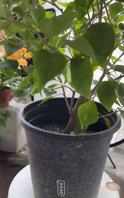 仙客来僵苗了怎么办