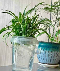 家庭养花用生根粉