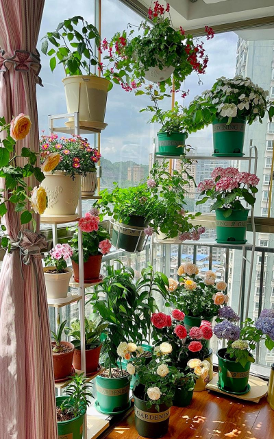 家庭养花用生根粉