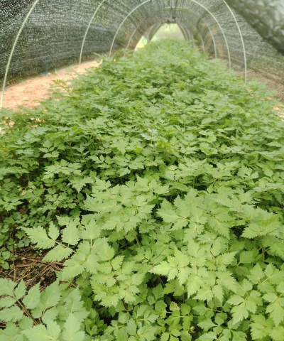 当归的叶子可以怎么做菜