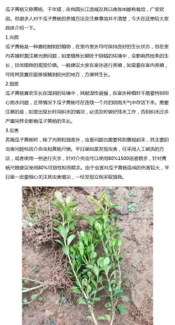 瓜子黄杨肥害了怎么办