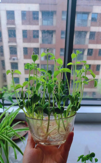 家庭养花用生根粉