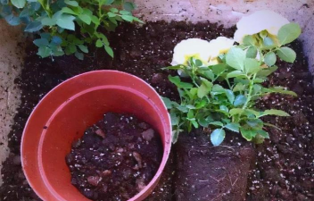 家庭养花用生根粉