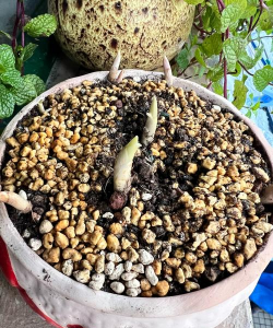 家庭养花用生根粉