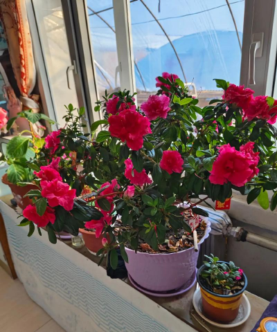 家庭养花用生根粉