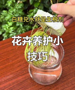 家庭养花用生根粉