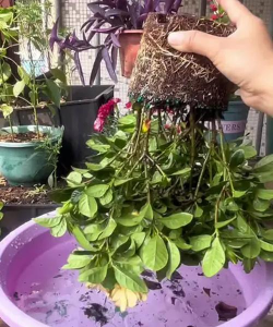 家庭养花用生根粉