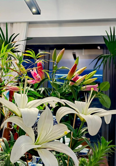 家庭养花用生根粉