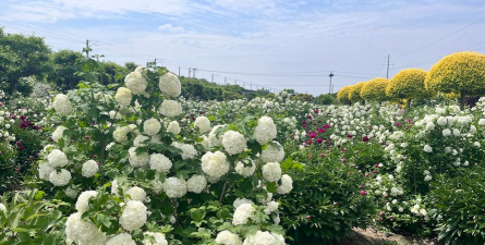 家庭养花用生根粉