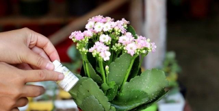 家庭养花用生根粉