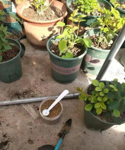 家庭养花用生根粉