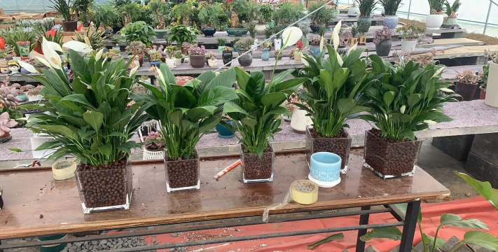 家庭养花用生根粉