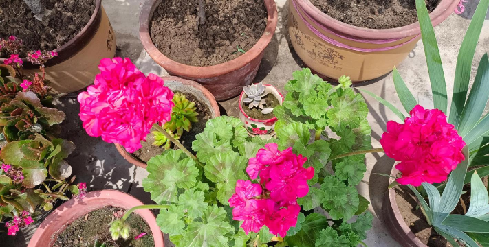 家庭养花用生根粉