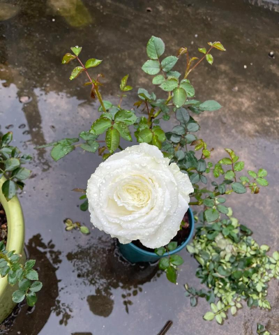 家庭养花用生根粉