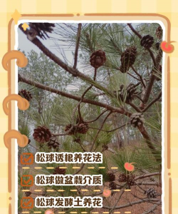 如何利用松球养花
