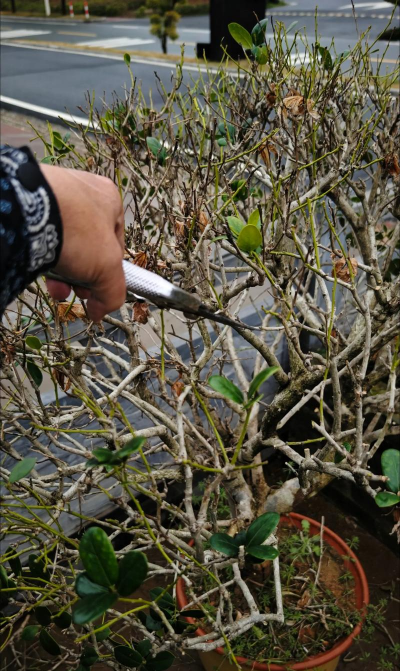 家庭养花用生根粉