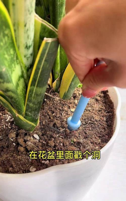 家庭养花用生根粉